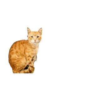 Orange Tabby Cat Sitting Amidst Various Items In An Istanbul Market. 15439 - Cat PNG image with transparent background